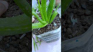 Aloe Vera Bulb Removal The Secret to Thriving Plantsshorts aloevera care [upl. by Oskar]