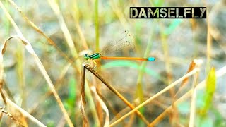 निसर्गातील एक सुदंर जीव  A beautiful creature in nature  Beautiful damselfly insect [upl. by Ayres]