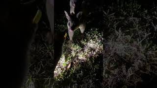 funny cute possum australia australiananimals animals babypossum feedingpossums foryou fyp [upl. by Kathleen]