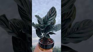 Calathea Plant  Calathea Ornata  Soil Mixture For Calathea Plant shorts gardening plants [upl. by Gaylene940]