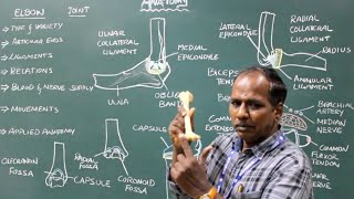 Elbow Joint Anatomy of Elbow joint [upl. by Lathan]