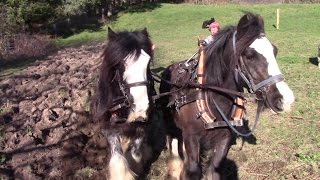 Ploughing Old Grassland With Horses And Planting Potatoes The OldFashioned Way [upl. by Lokkin]