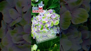 🌸Важно☝️🌿macrophylla hortensia hydrangea garden крупнолистнаягортензия подкормки [upl. by Emiline]