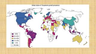 TOXOPLASMA GONDII [upl. by Desberg271]