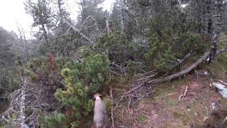 Chasse à la bécasse en Lozère sur le plateau de l Aubrac [upl. by Quickel]