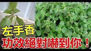 左手香，別名叫還魂草！藥用功效非常多，很好用！ [upl. by Ardeed]