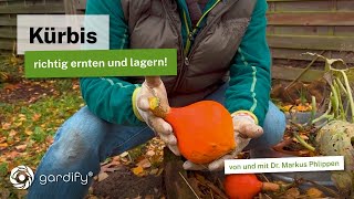 Kürbisse richtig ernten Reifezeichen Erntetipps amp Lagerung für Monate [upl. by Draned]