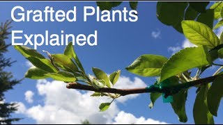 What are Grafted Plants [upl. by Fonda942]