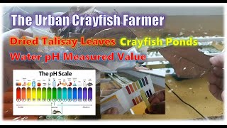 Dried Talisay Leaves for Crayfish Aquariums and Trapal Ponds │ What is the Measured Water Ph Value [upl. by Zachary]