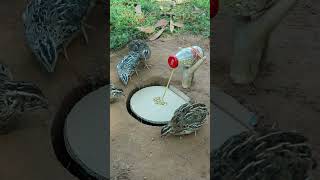 Easy DIY Bird Trap  Quail Trap shorts  Make Traps [upl. by April62]