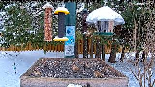 Frenzy Of Common Redpolls Arrive And Depart Ontario Feeders In Matter of Minutes – Dec 8 2022 [upl. by Hugues442]