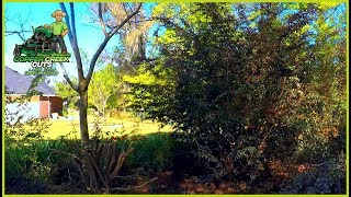 Huge Hedges Reduced To Almost Nothing ECHO Pole Saw Power Pruner [upl. by Nerraf158]