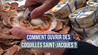 Comment décortiquer des coquilles SaintJacques blanches  2 astuces de poissonnier [upl. by Tompkins]