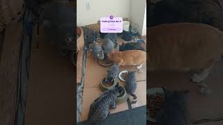 CAT FEEDING DAY8 cat feedinganimals kitten [upl. by Ellivro494]