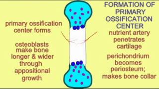 BONE TISSUE ENDOCHONDRAL OSSIFICATION 2 [upl. by Drofnats]