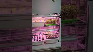 Growing seedlings in my super simple grow station 😃 garden homegrown hydroponics [upl. by Judye]