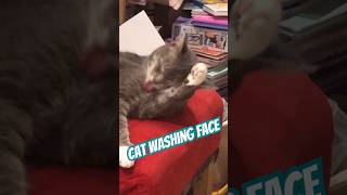 Love When Cats Wash Their Face shorts cat washing face animals [upl. by Matilde]