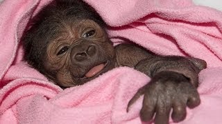 Baby Gorilla Born By Rare CSection at San Diego Zoo Safari Park [upl. by Ramsdell387]