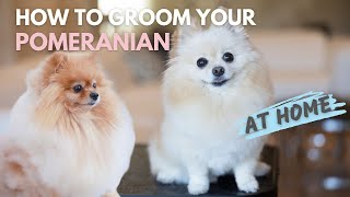 How To Groom Your Pomeranian At Home [upl. by Nami]