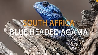 Blue Headed Agama  South Africa [upl. by Ilellan494]