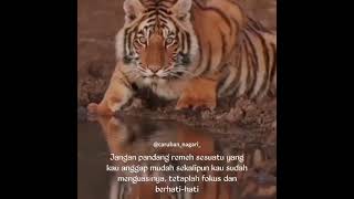 Tetap Fokus Dan Berhati hati  Story WA Harimau Terbaru By Caruban nagari [upl. by Herm]