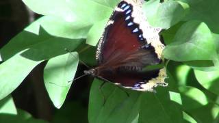 Mourning Cloak Butterfly Nymphalidae Nymphalis antiopa Dorsal View [upl. by Dibbell]