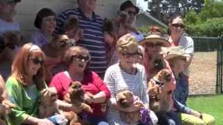 Brussels Griffon Song amp Video 2014 [upl. by Sharla]