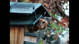 Live from the Owl Box [upl. by Arraeis]