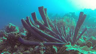 Diving Bonaire Winter 2024 [upl. by Shawna979]