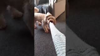 The sleeve  maxthepoo cockerpoo adorabledog tugofwar sleeve dogplaying fluffydog cute [upl. by Nylloh]