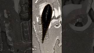 HUGE leech 😱 [upl. by Friederike700]