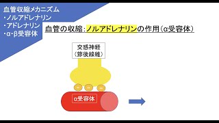 【血圧③ 交感神経と血管収縮の作用（α、β受容体）、心臓への作用】 解剖学・生理学 理学療法士 作業療法士 看護師 薬剤師国家試験 国試 [upl. by Fotina928]