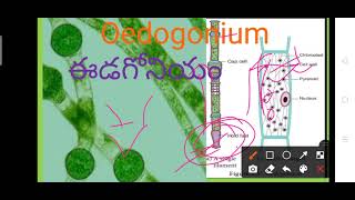 Oedogonium thallus TM [upl. by Darraj]