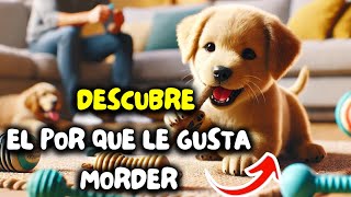 ¿Tu cachorro MUERDE Descubre LO QUE DEBES HACER [upl. by Ynatsed]