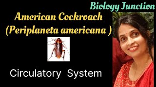 Cockroach  Periplaneta americana  Circulatory system  NEET  Boards [upl. by Gnoh]