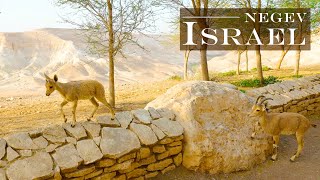 Negev Desert and Judaean Desert  Travel Israel Wild South [upl. by Odraude144]