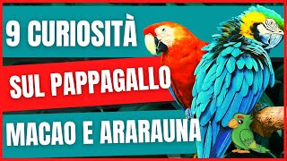 9 Curiosità sul Pappagallo Ara Macao e Ara Arauna  Ara come prendersene cura  Prezzo [upl. by Amling491]