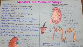 Structure and function of kidney [upl. by Annoyed]