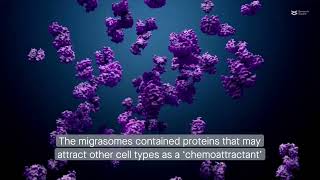 Bonemarrowderived mesenchymal stromal cells produce a newly described signaling organelle [upl. by Martin]