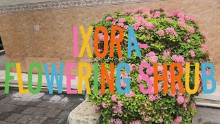 Ixora plant  flowering shrub how to grow and care ixoraGreenleafytales [upl. by Glimp]