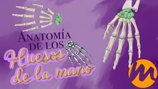 Anatomía ÓSEA de Miembro Superior CARPO  Quiz [upl. by Notluf522]