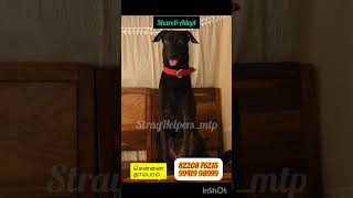 சென்னை8 doglover dog free pets adoption chennai please help share needsupport cute dogs [upl. by Diantha20]