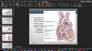 Chapter 3  The Cardiorespiratory System [upl. by Lahsiv]