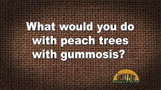 QampA – What would you do with a peach tree with gummosis [upl. by Ydnal494]