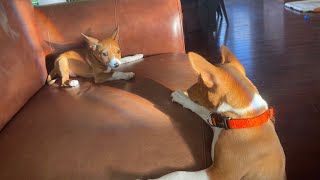 Basenji pups having a bit of fun  Don’t forget to Subscribe 😁 [upl. by Monson]