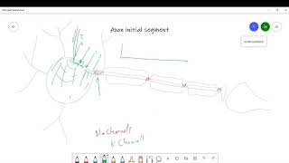 what is the axon initial segment [upl. by Devondra]