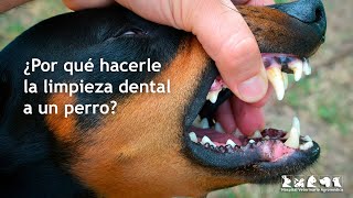 ¿Por qué hacerle la limpieza dental a un perro [upl. by Leno]