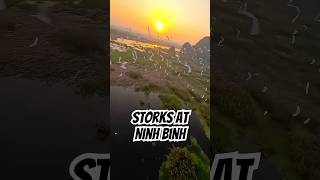 So many storks 🤩 caayfpv shorts [upl. by Gram]