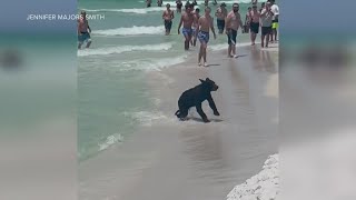 Video Bear runs swims at Florida beach [upl. by Kellina]