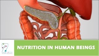 Nutrition in Human Beings [upl. by Ahsiym]